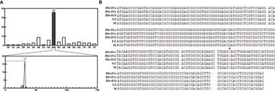 Effect of a novel dwarfing mutant site on chromosome 4B on agronomic traits in common wheat